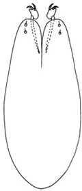 pagophilus